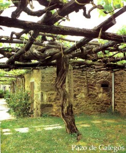 Cepa antigua Pazo de Galegos