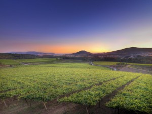 Viñedos Lagar de Cervera